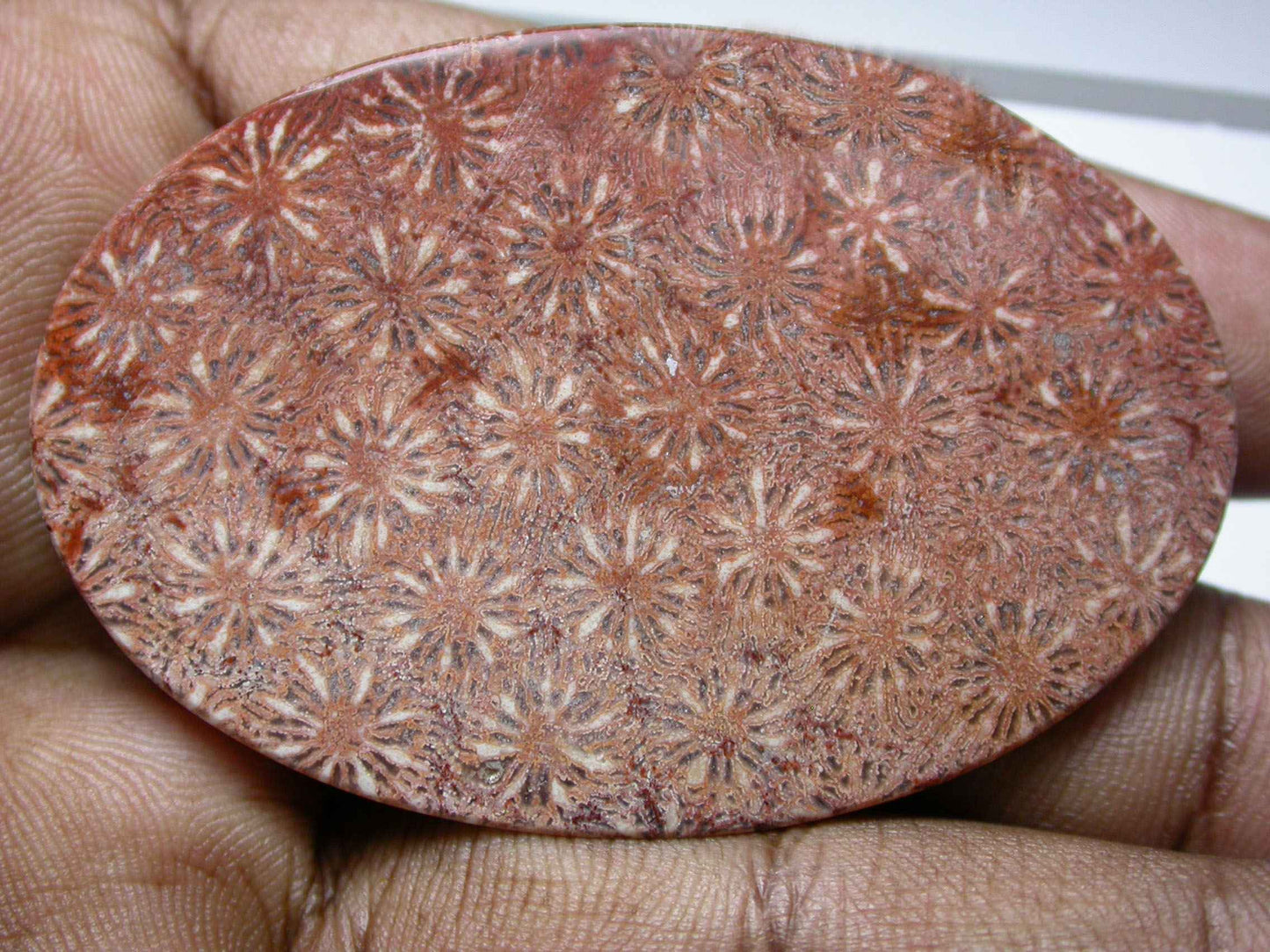 Natural Coral Fossil