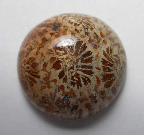 Natural Coral Fossil C32CF175