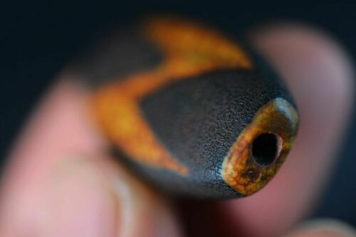 Authentic Natural Tibetan Dzi 5 Eyed Bead DB287