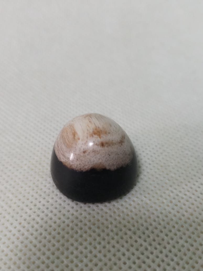 NATURAL PETRIFIED PALM TREE FOSSIL PTF22