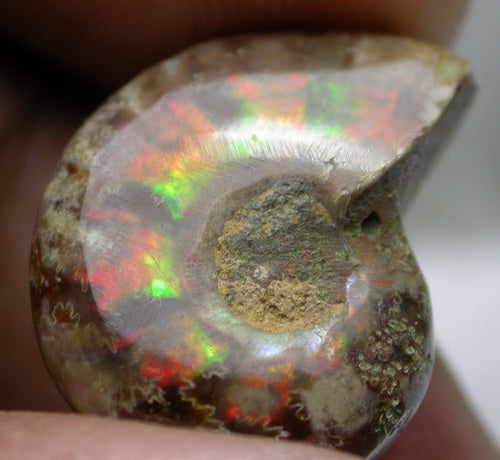 Natural Ammolite Fossils