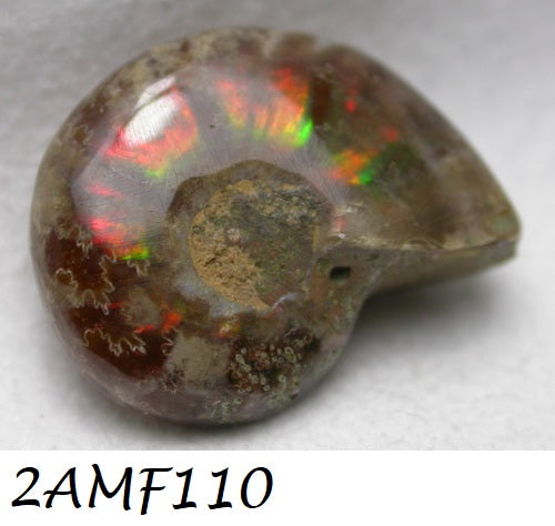 Natural Ammolite Fossils