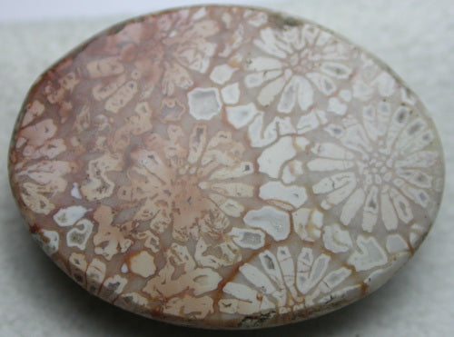 Natural Coral Fossil Flower Polyp 2C32CF136