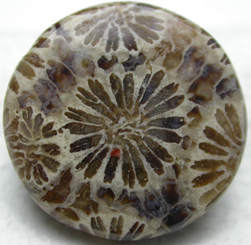 Natural Coral Fossil Flower Polyp 2C32CF160