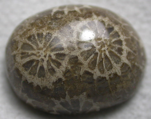 Natural Coral Fossil Flower Polyp 2C32CF162