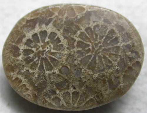 Natural Coral Fossil Flower Polyp 2C32CF162