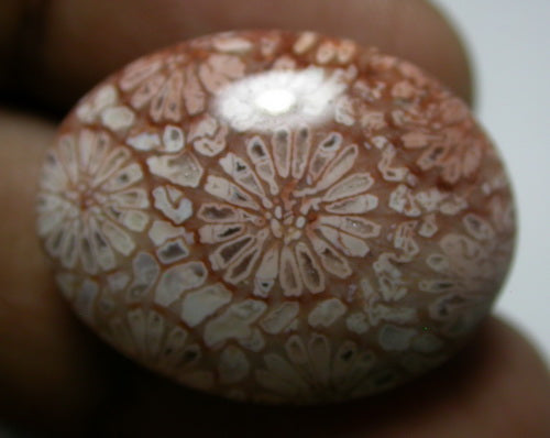 NATURAL CORAL FOSSIL 2C32CF280