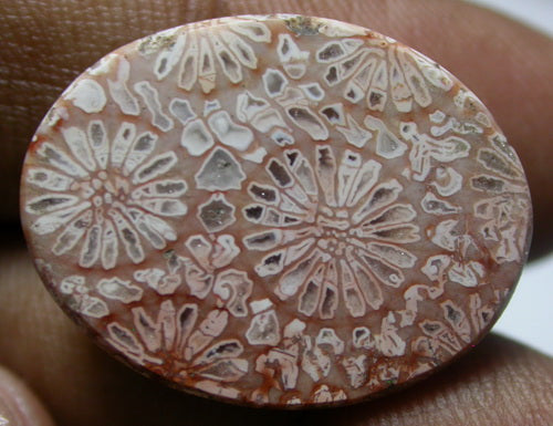 NATURAL CORAL FOSSIL 2C32CF280