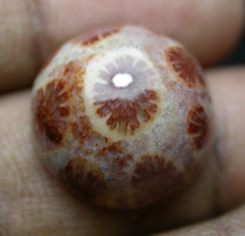 NATURAL CORAL FOSSIL 2C32CF290