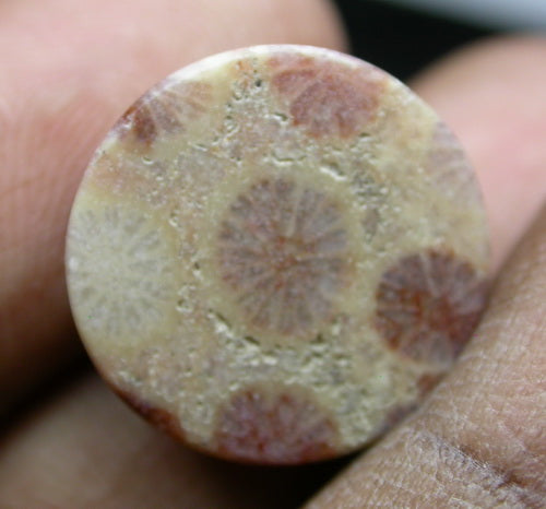 NATURAL CORAL FOSSIL 2C32CF290