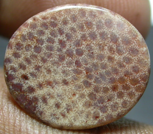 NATURAL CORAL FOSSIL 2C32CF301