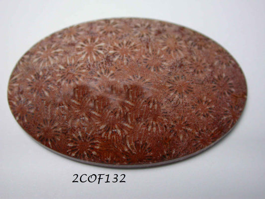 Natural Coral Fossil