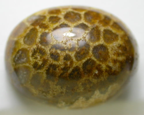 NATURAL COCO FOSSIL 4CCF107