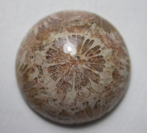 Natural Coral Fossil C32CF165