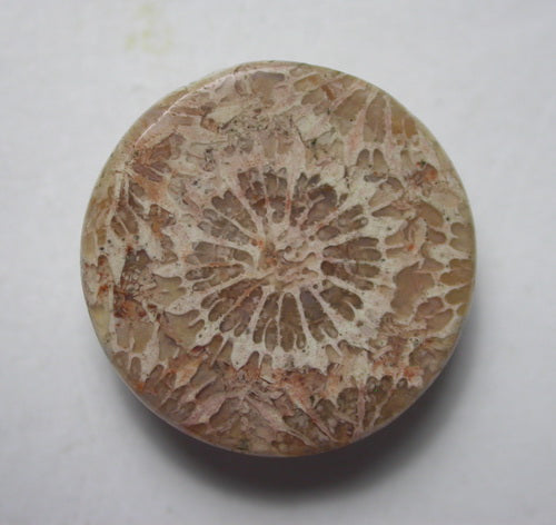 Natural Coral Fossil C32CF165