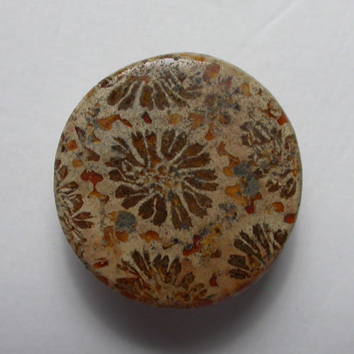 Natural Coral Fossil C32CF175