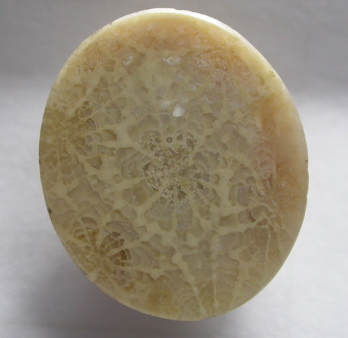 Natural Coral Fossil C32CF187