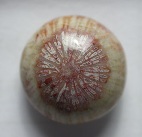 Natural Coral Fossil C32CF203