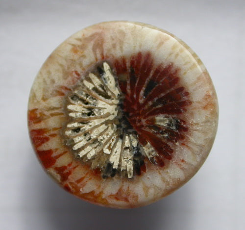 Natural Coral Fossil C32CF203