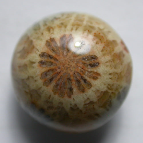 Natural Coral Fossil C32CF225