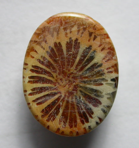 Natural Coral Fossil C32CF242