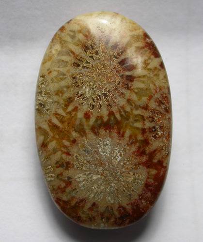 Natural Coral Fossil