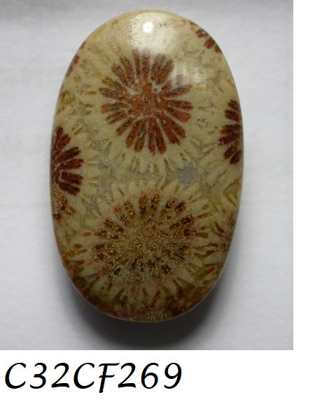 Natural Coral Fossil