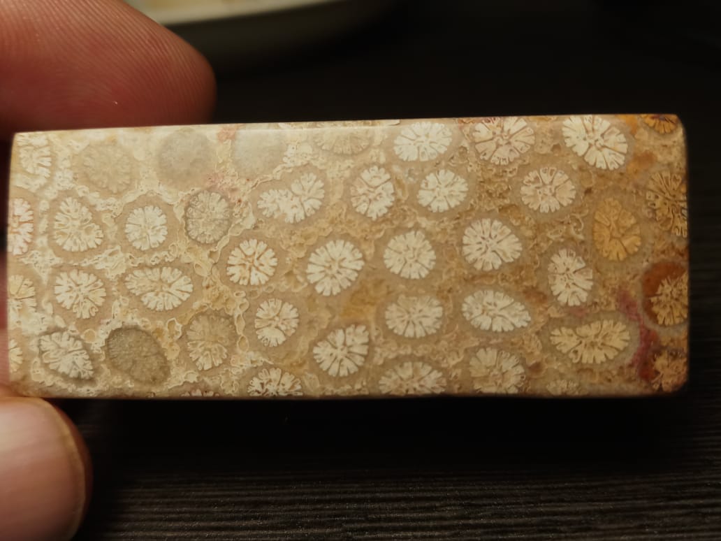 NATURAL CORAL FOSSIL CHRYSANTHEMUM COLOUR CF10